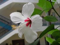 Cartagena Amaryillis 1