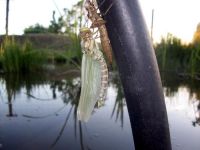 Libelle 4