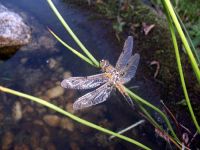 Libelle 3