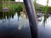 Libelle 2