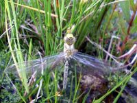 Libelle 1