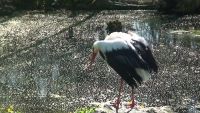 Storch